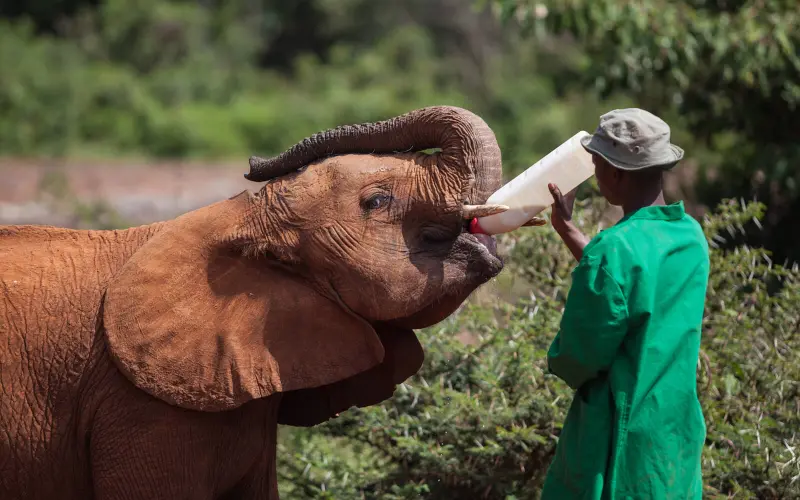 A keeper bottle-feeding a baby elephant